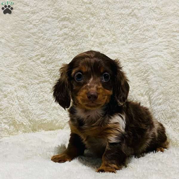 Daisy, Dachshund Puppy